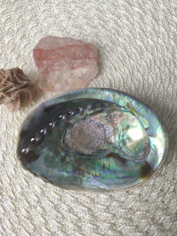 Abalone schelp binnenkant