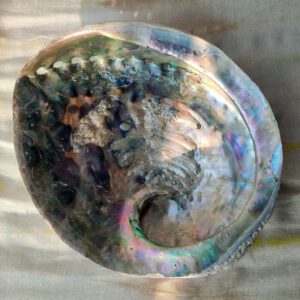 Regenboog abalone XXL binnenkant