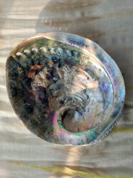 Regenboog abalone XXL binnenkant