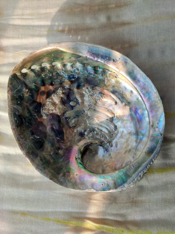 Regenboog abalone XXL binnenkant